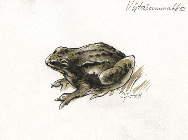 Seppo Polameri, The Moor Frog illustration, in Jyrki Vainio's Finnish ...